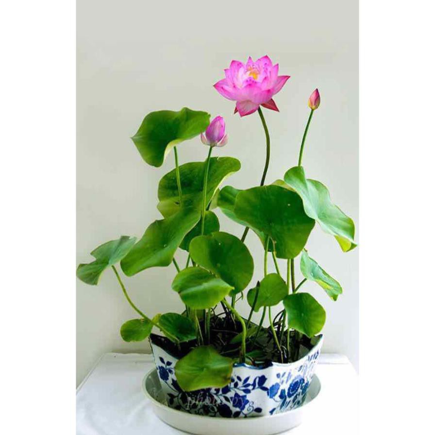 HẠT GIỐNG HOA SEN NHẬT MINI - GÓI 5 HẠT