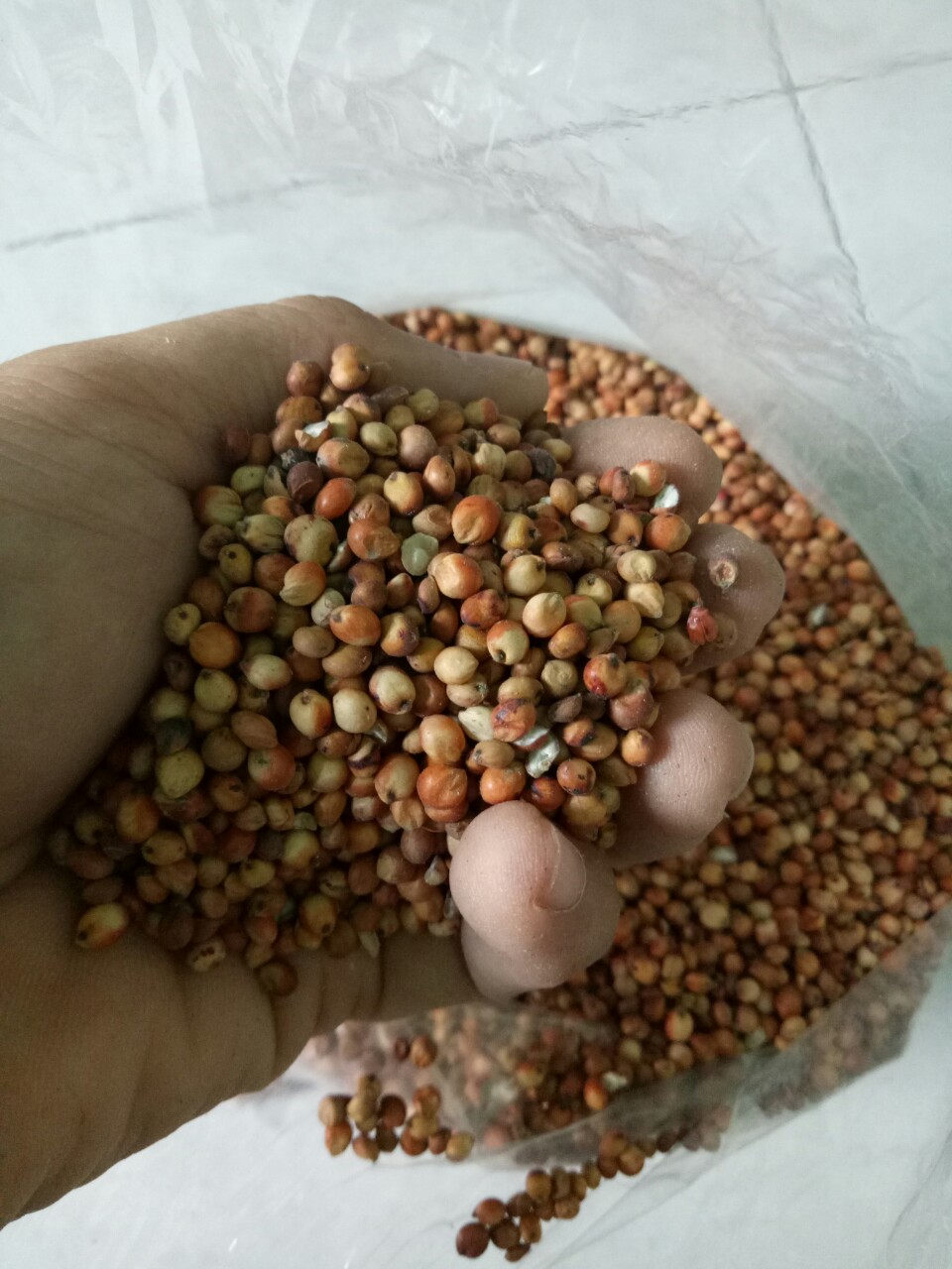 HẠT BOBO ĐỎ (CAO LƯƠNG ĐỎ) CHO CHIM CẢNH, VẸT, HAMSTER.
