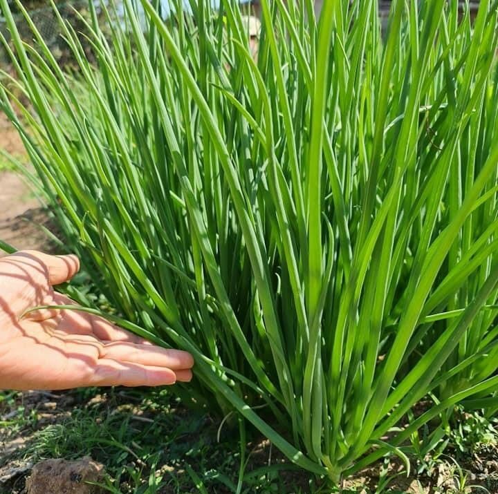 [HCM]Hạt giống hành lá