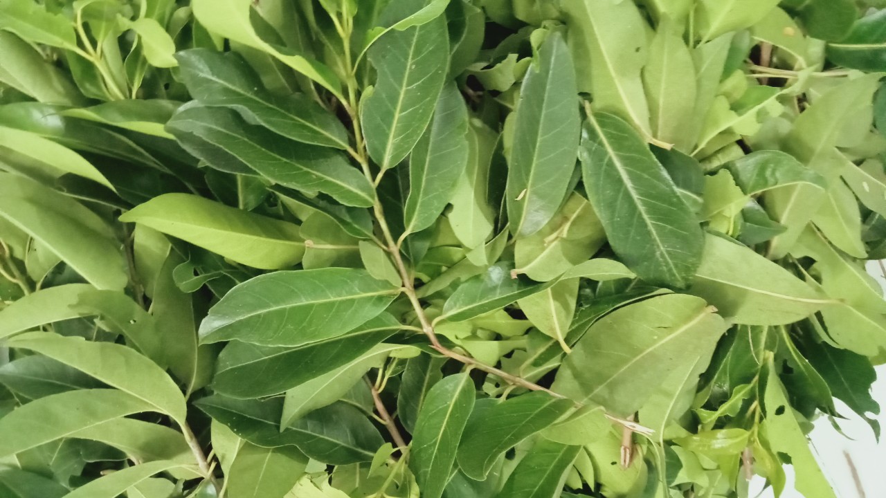 Green Leaves - Fresh Green Leaf Tea