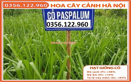 Hạt Giống Cỏ Chịu Ngập UBON Paspalum 500g - cỏ xả trong chăn nuôi trâu, bò, dê...