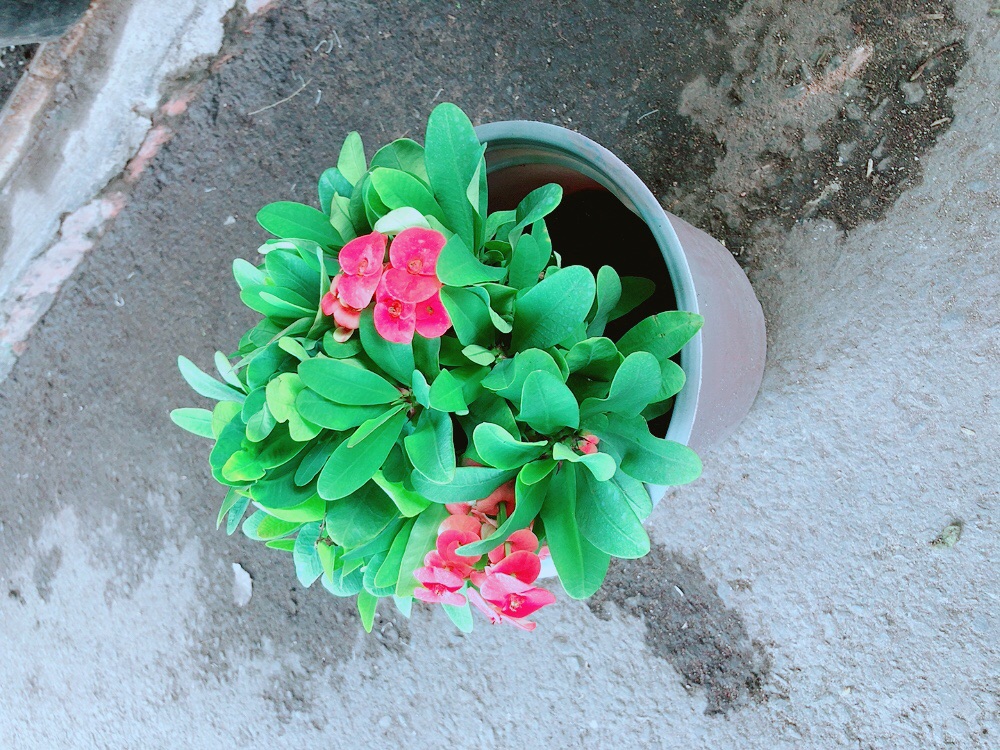 Chậu Xương Rồng Bát Tiên