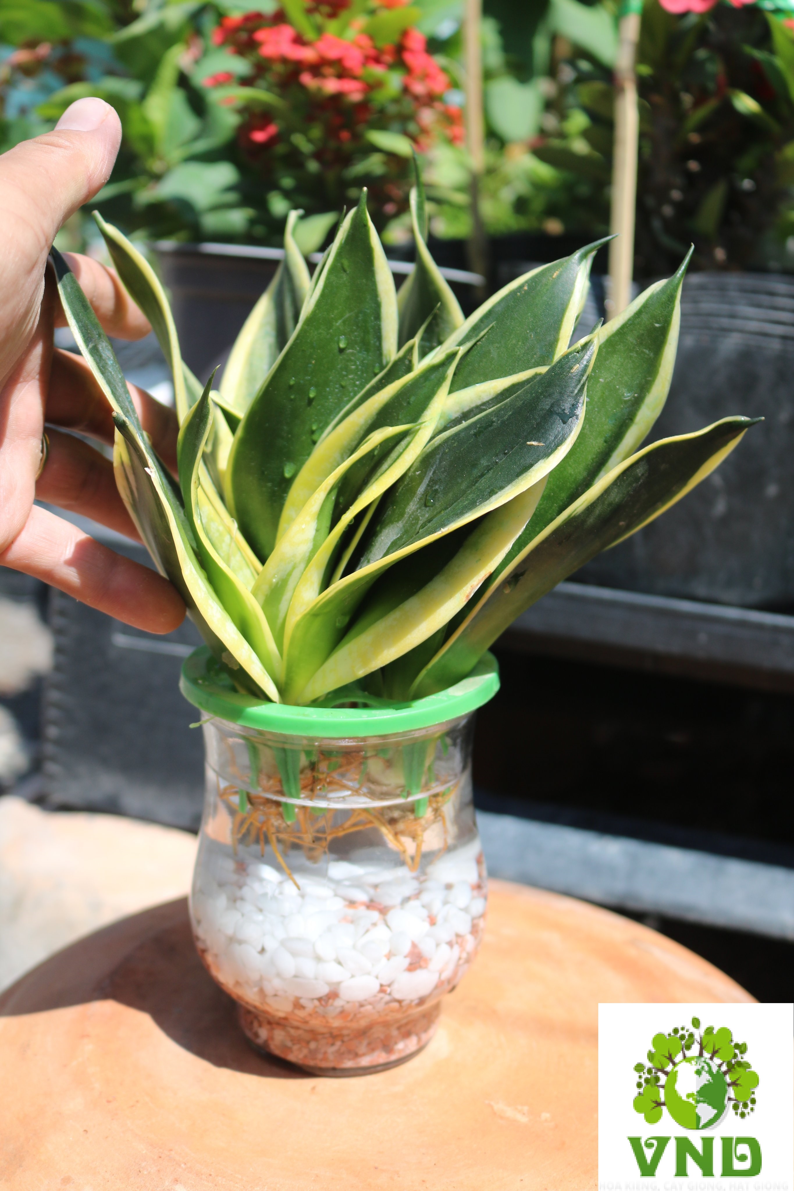 Cây Lưỡi Hổ Thái Thuỷ Canh