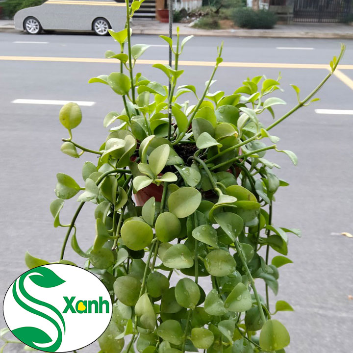 Lan Đô La Ốc Nhựa Đỏ