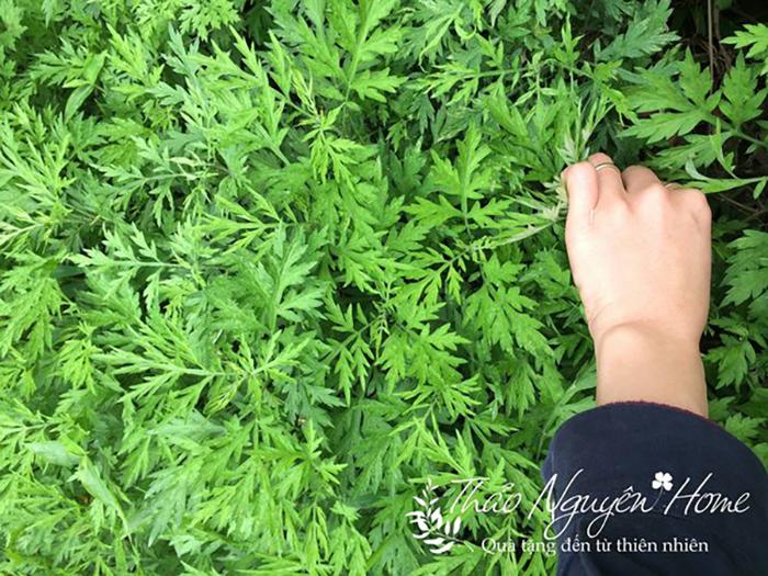 Gối Ngải Cứu (Túi Chườm Ngải Cứu Handmade)