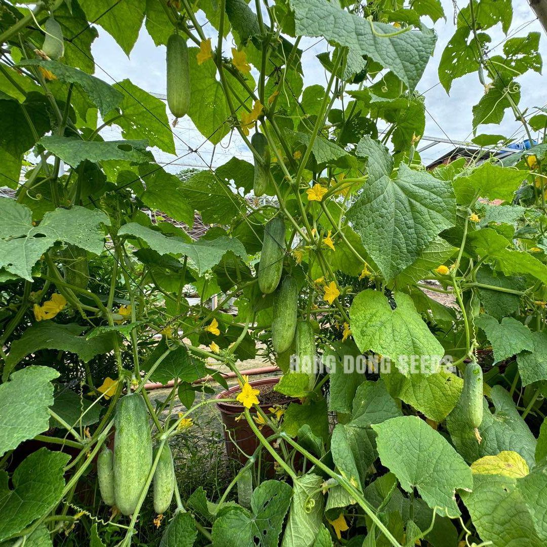 [Seeds] Hạt giống dưa leo lai f1 RD9339, đóng gói 1gr (khoảng 40 hạt)