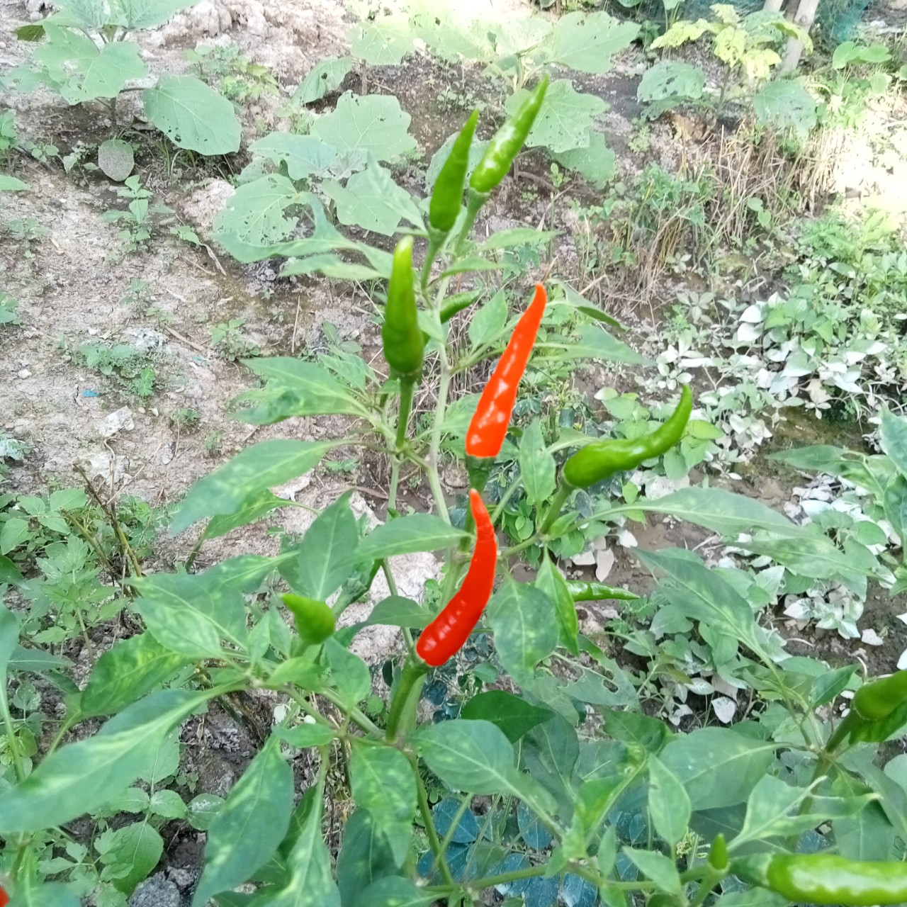 20 Hạt Ớt Hiểm Siêu Cay (Ớt Chỉ Thiên)