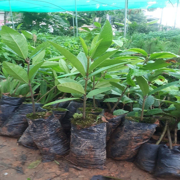 Cây dọc rừng giống khỏe đẹp * Cây Trồng Việt ^^