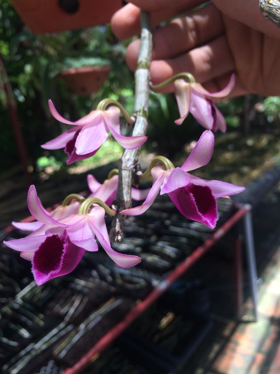 Phi điệp cát bà cây giống