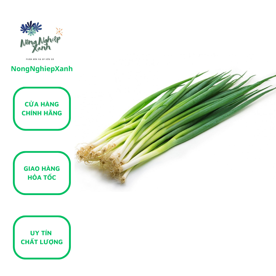 Easy-to-grow onion seeds
