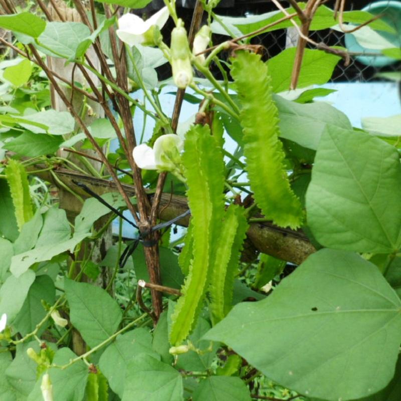 Hạt Giống Đậu Rồng ( Đậu Khế ) - 10 hạt