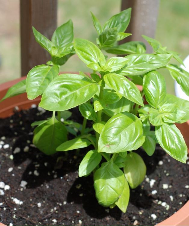 Hạt giống húng tây ( húng basil ngọt ) -  gói  1gram( 400 hạt)
