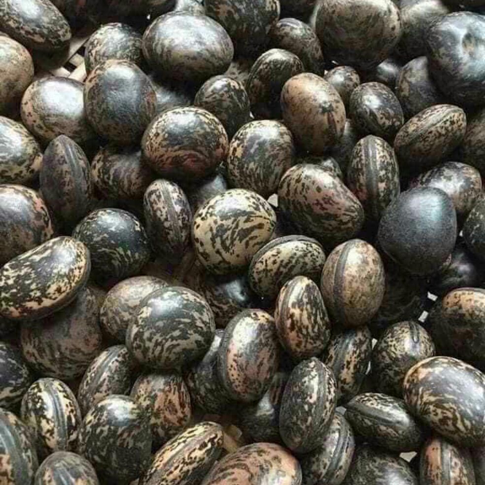 500G HẠT ĐẬU LÀO