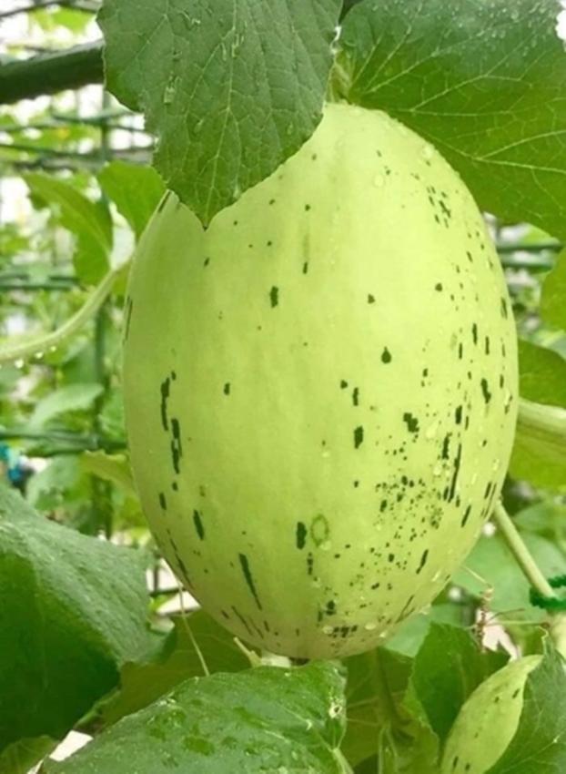 Hạt giống Dưa lê da ếch