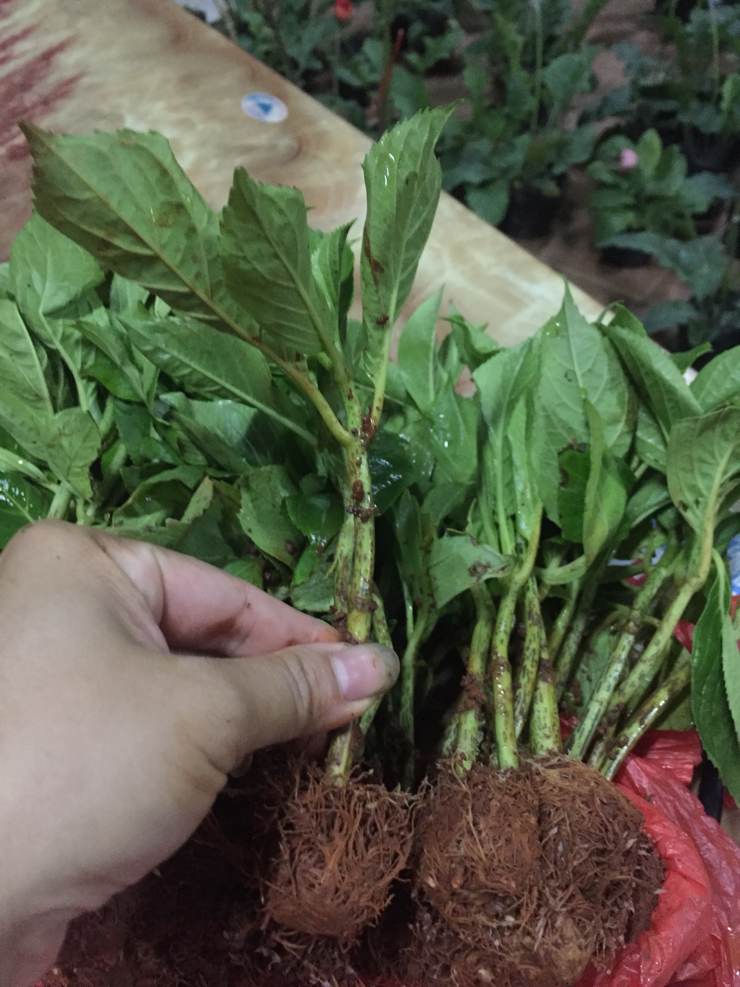 Hoa Cẩm Tú Cầu giống combo 5 cây đủ màu