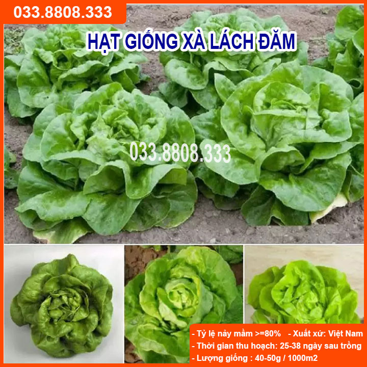 Hạt giống xà lách đăm 2g - giống tốt giá rẻ