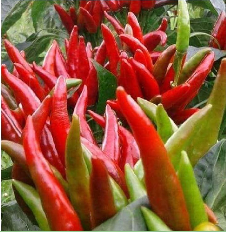 Hạt giống ớt chùm siêu cay Thái Lan - gói 0.5gram - 95 hạt
