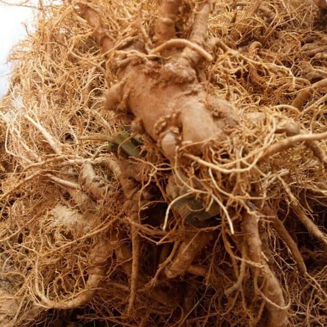 sỉ toàn quốc 1kg củ tam thất tươi