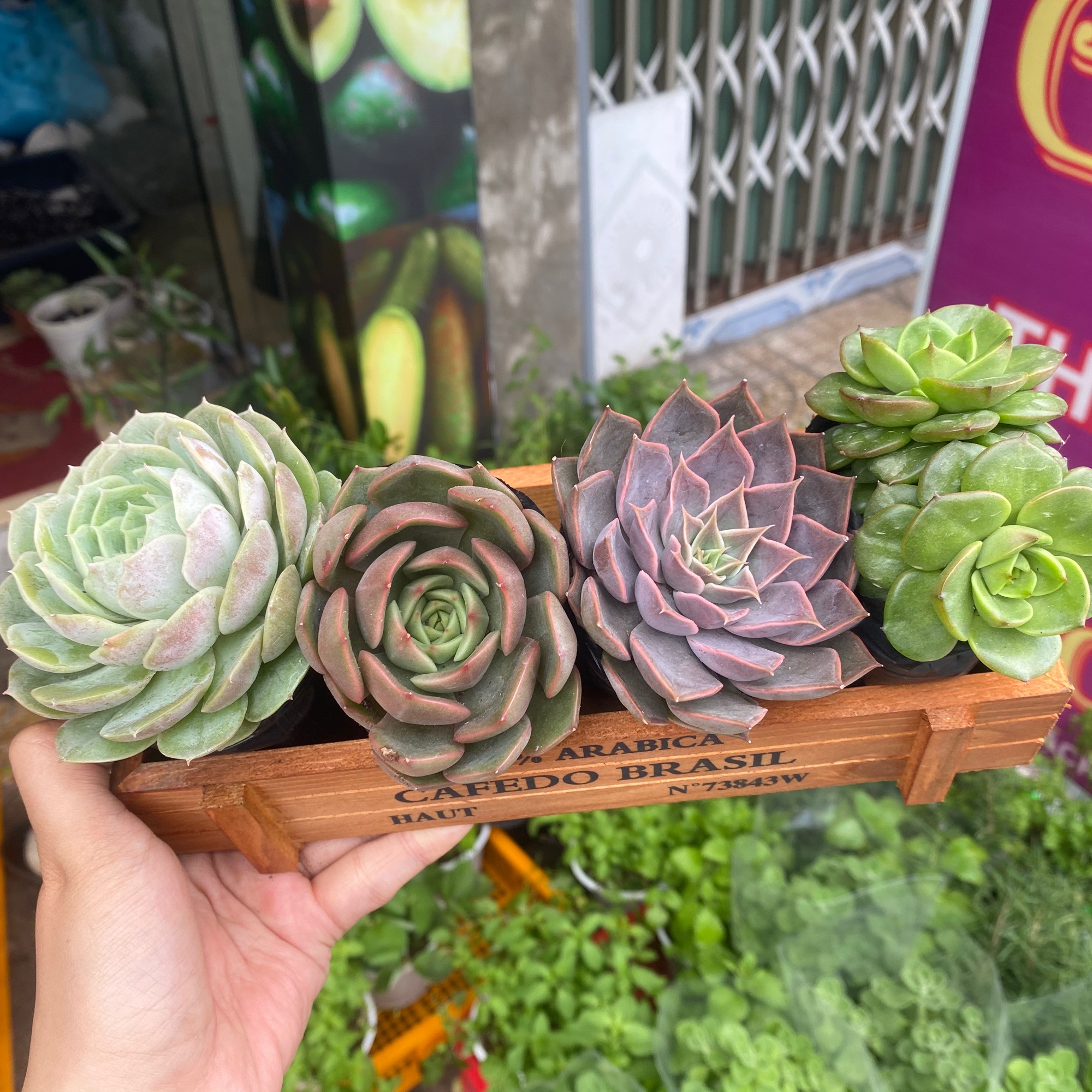 COMBO 4 SEN ĐÁ ĐẸP 6CM