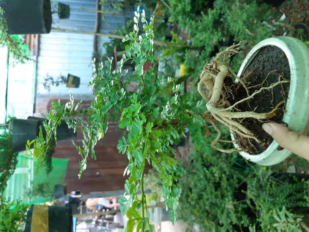 cần thăng bonsai TẶNG CHẬU