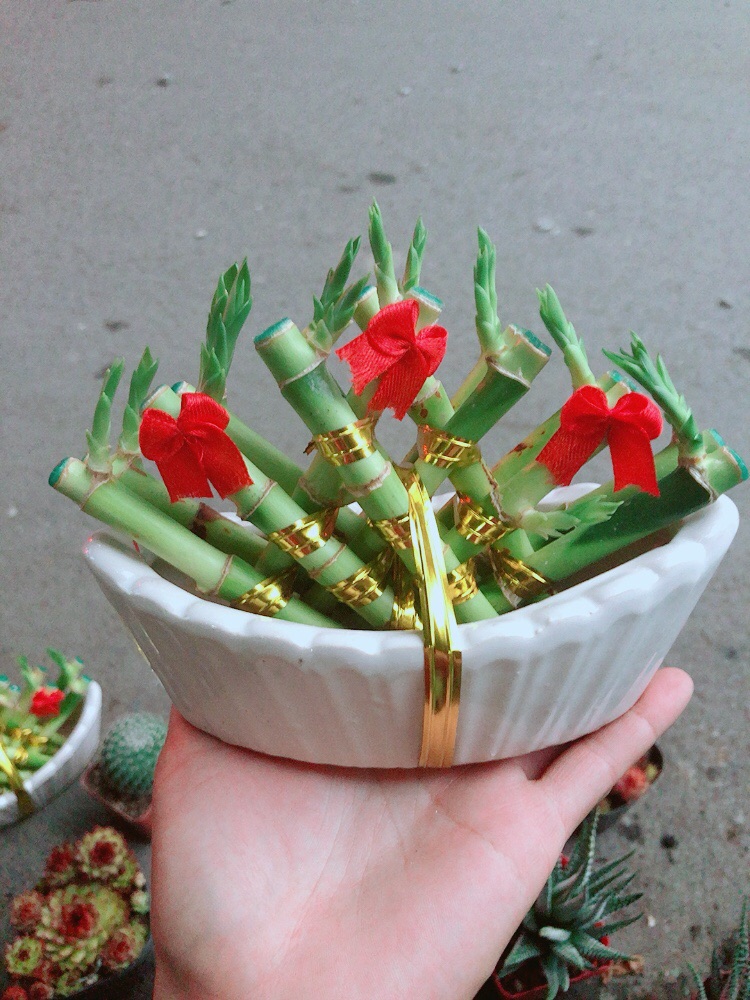 Chậu Trúc Phát Tài Thuyền May Mắn