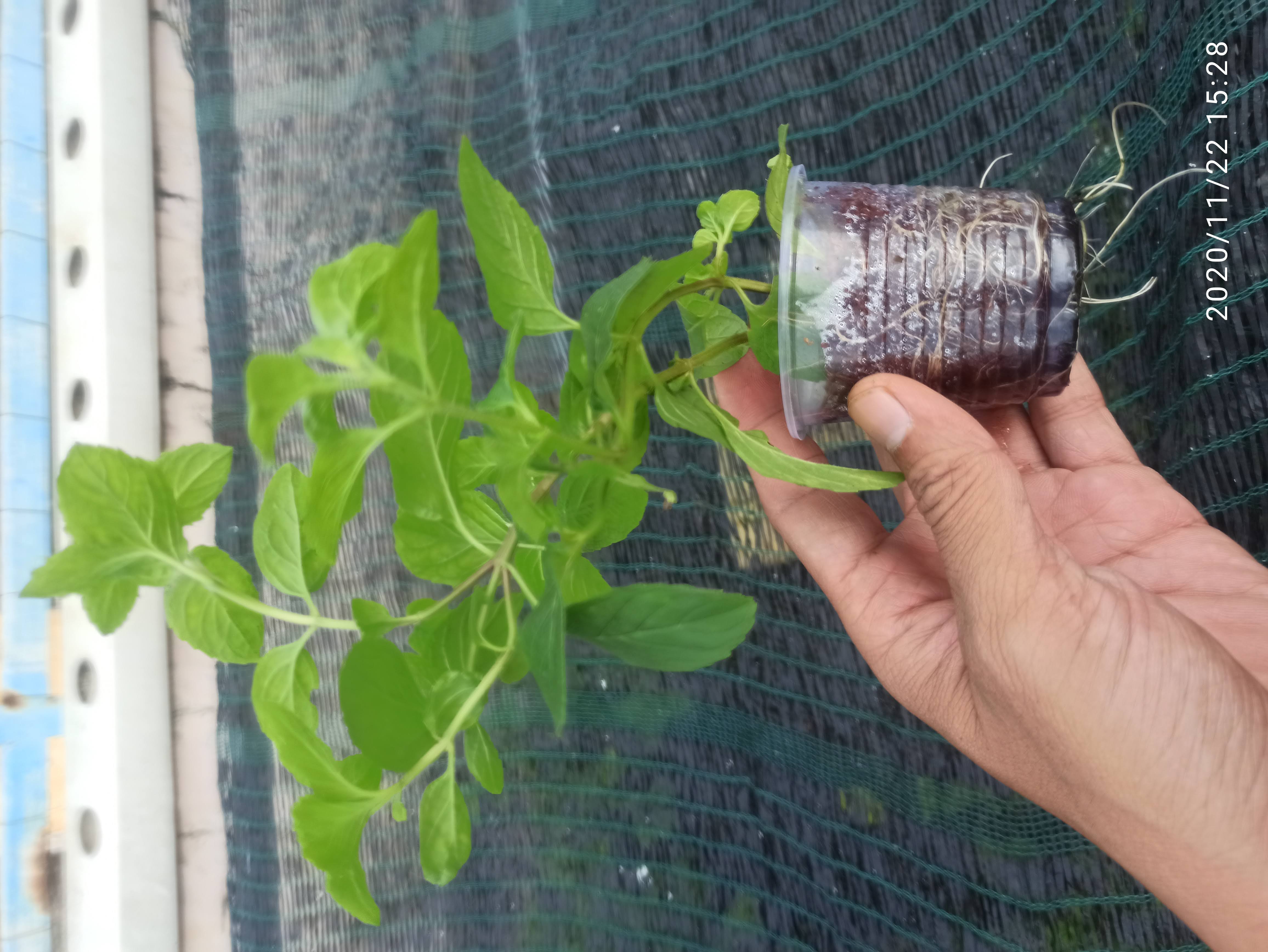 [HCM]cây giống bạc hà creamy and berry mint
