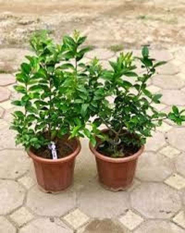CÂY GIỐNG CHANH VÀNG MỸ NHẬP KHẨU