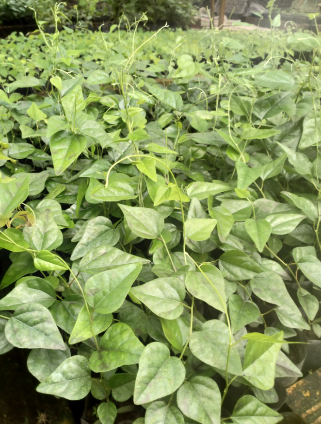 Combo 3 Cây giống Sương Sâm Trơn