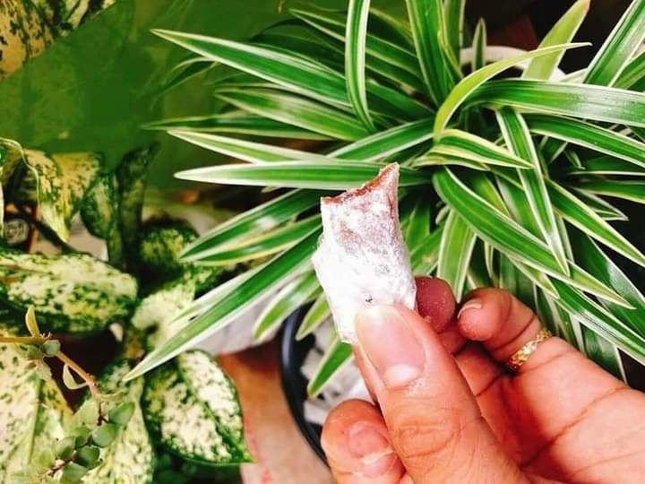 Kẹo gừng 500g