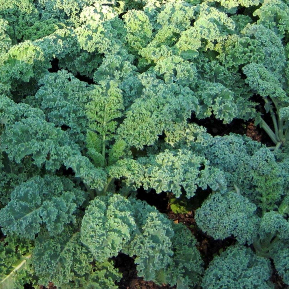HẠT GIỐNG CẢI KALE XOĂN XANH