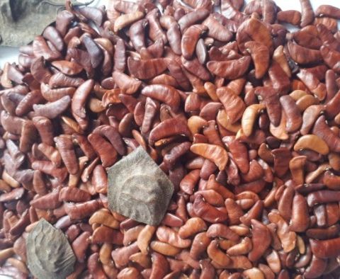 Hạt Giống Cây Giáng Hương ( Còn gọi là Đinh Hương ) - Gói 10 hạt