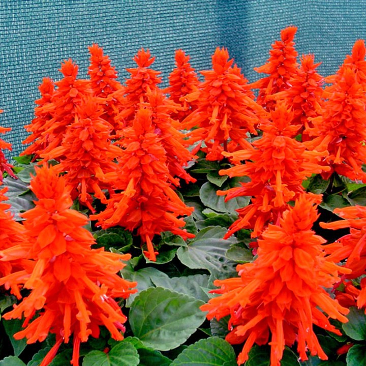 Hạt giống hoa Xác Pháo Đỏ