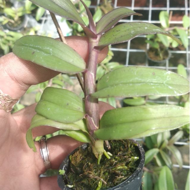 PHI ĐIỆP (GIẢ HẠC) TÍM THÁI gieo hạt hoa  đẹp thơm