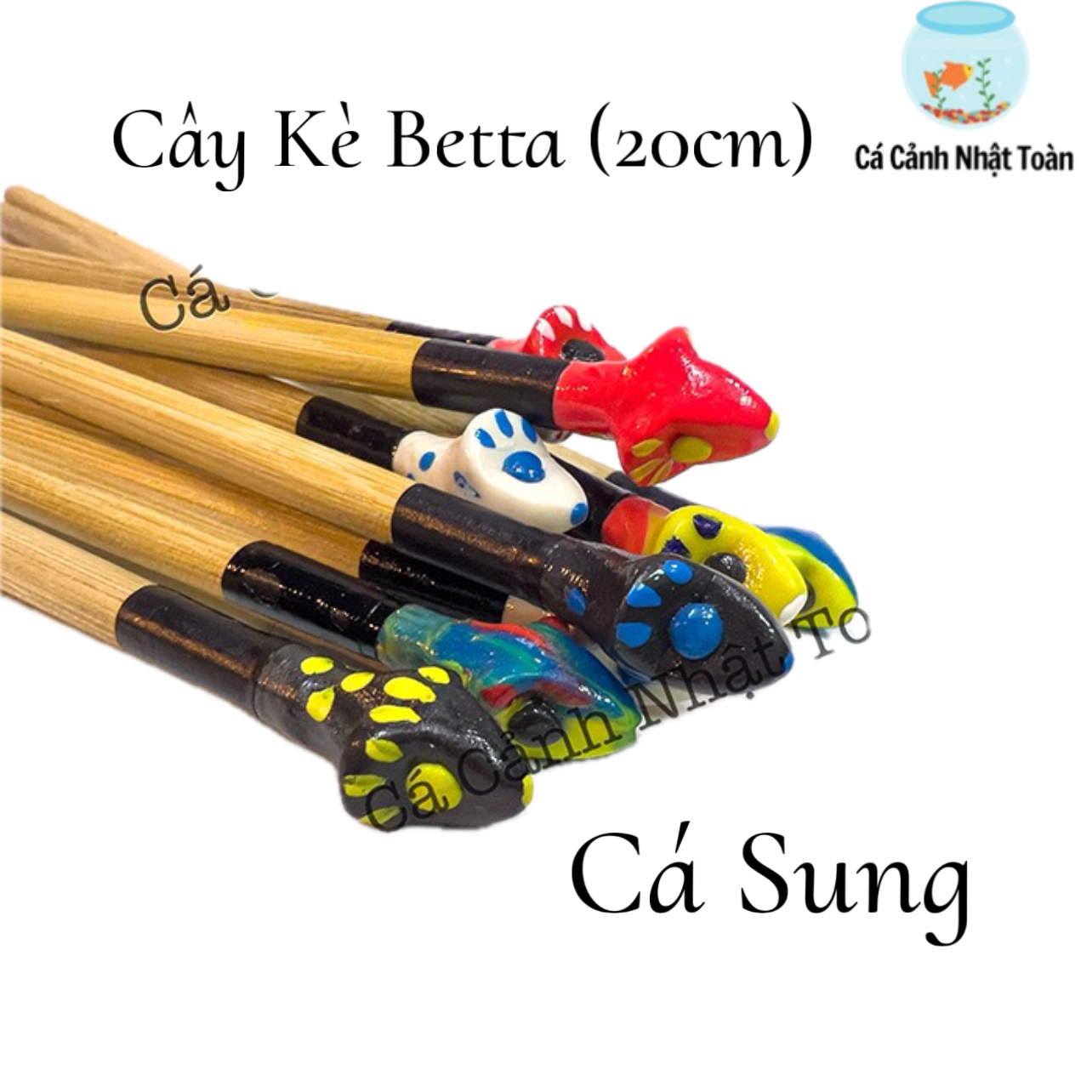 Cây kè cá betta dài 20cm