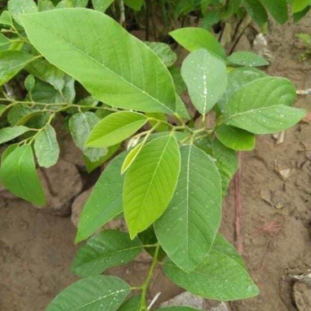 Cây Giống na sầu riêng khổng lồ (cây ghép siêu sớm)