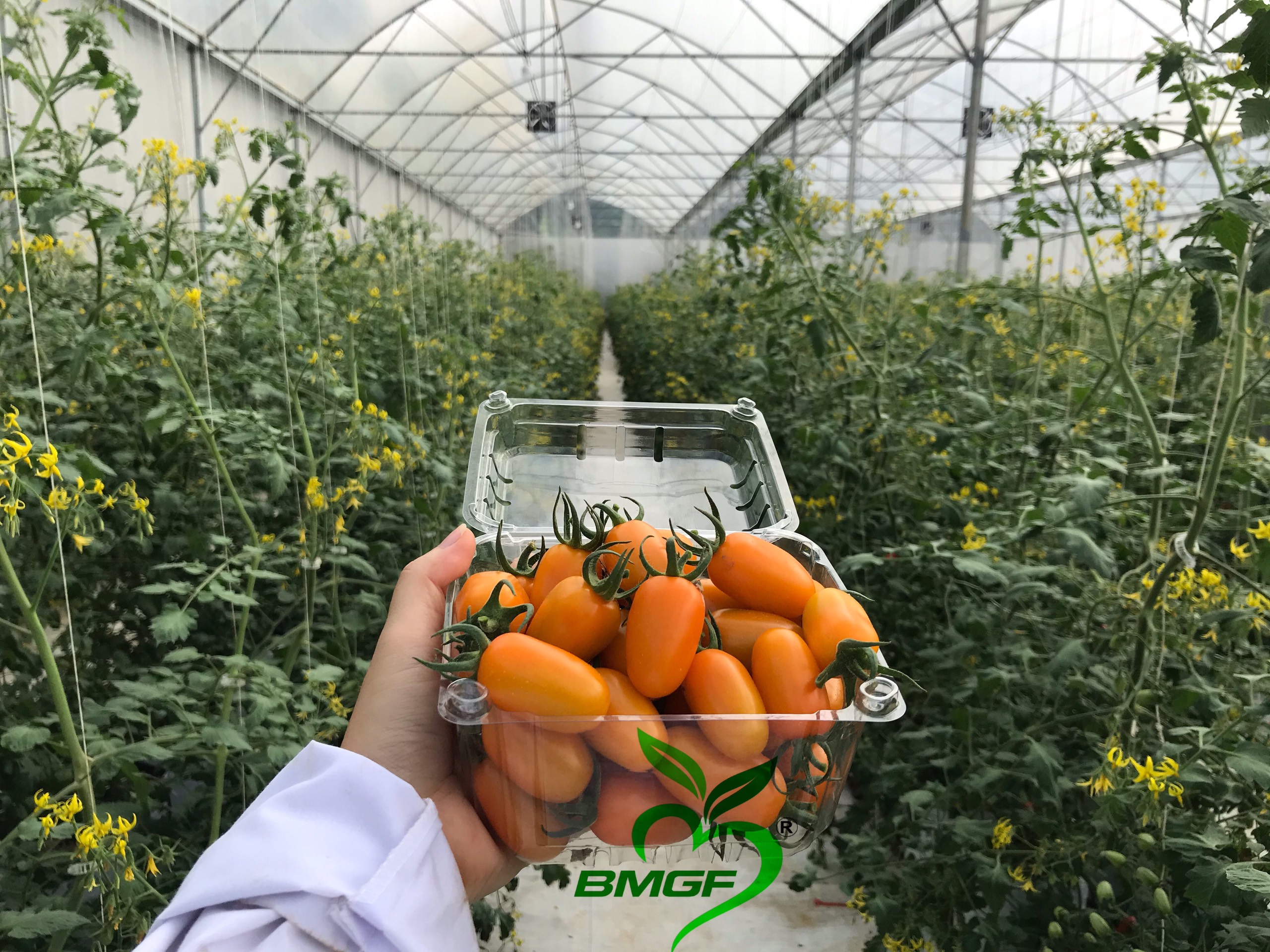 Cà trái cây Nova Dak Lak hộp 500 gram