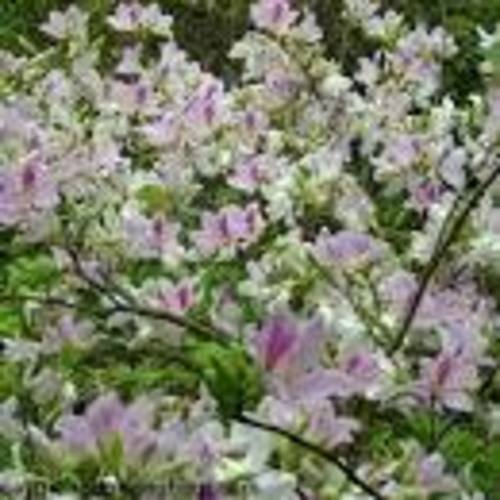 CÂY BAN TRẮNG CÂY GIỐNG SAI LỚN