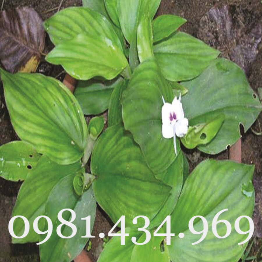 Kê kim nội màng mề gà khô 1/2kg