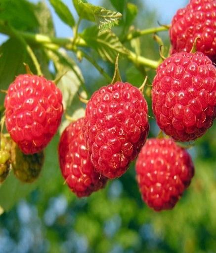 Hạt giống Mâm xôi đỏ