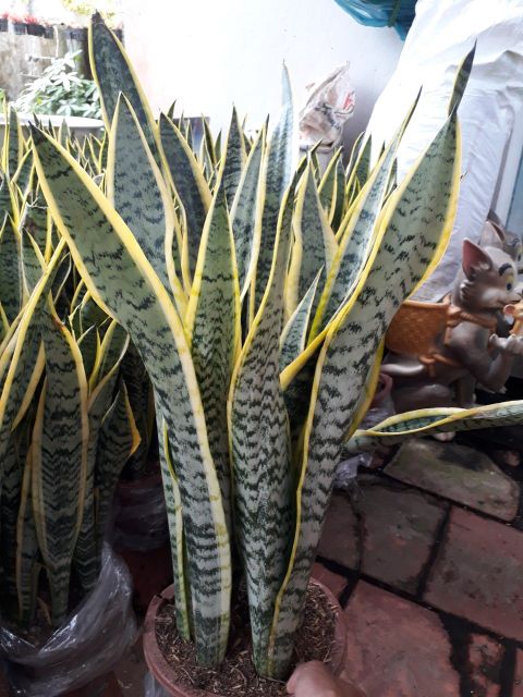 Lưỡi hổ ( chậu 2 cây )