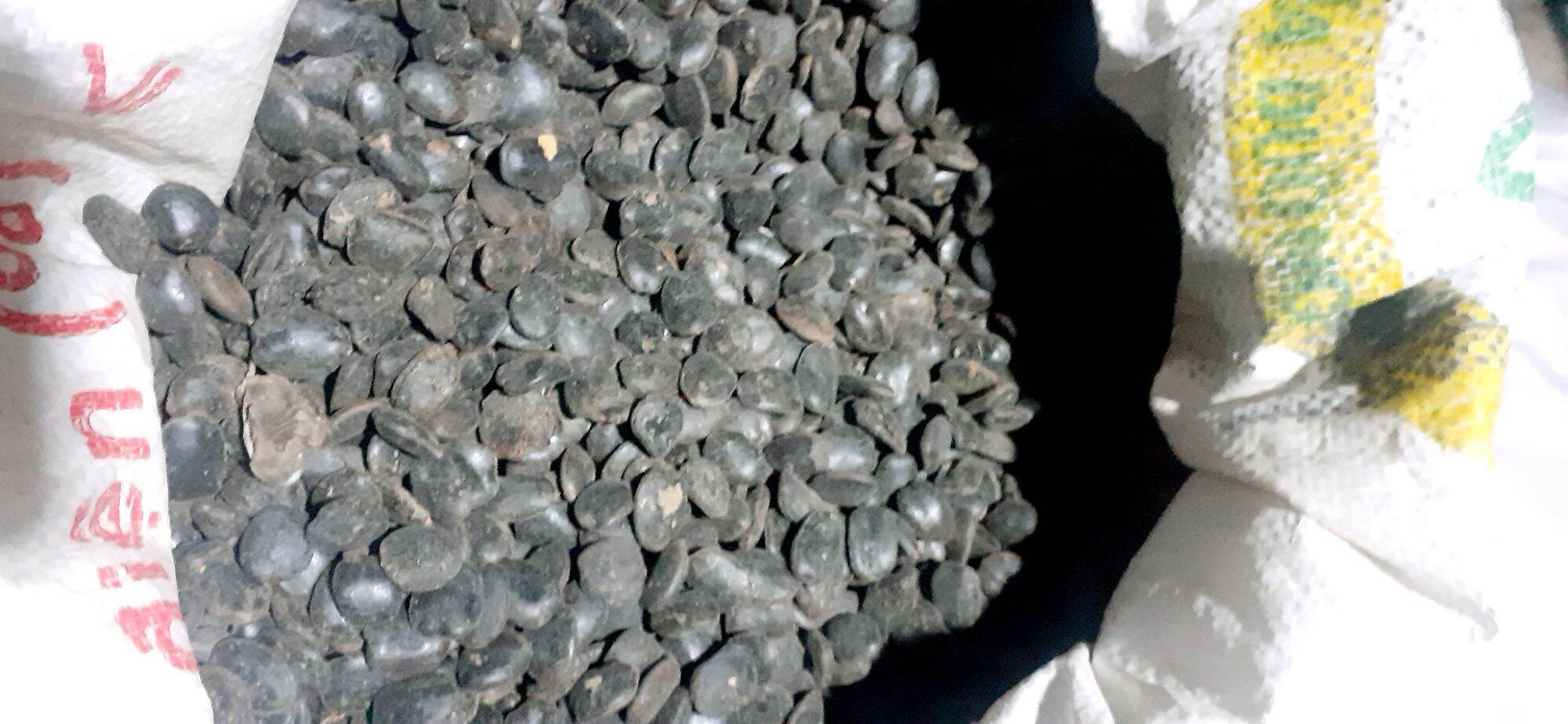 400gram hạt lim xanh giống
