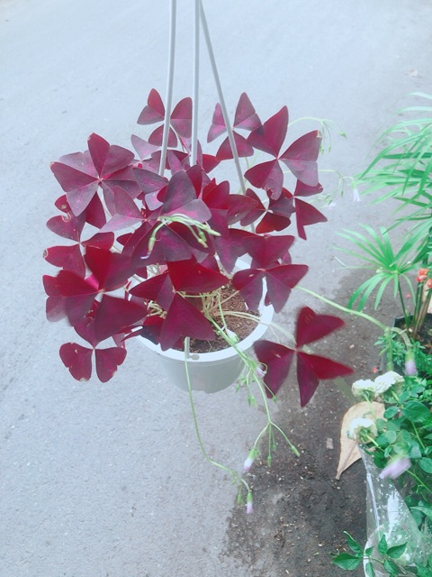 Chậu Bướm Đêm