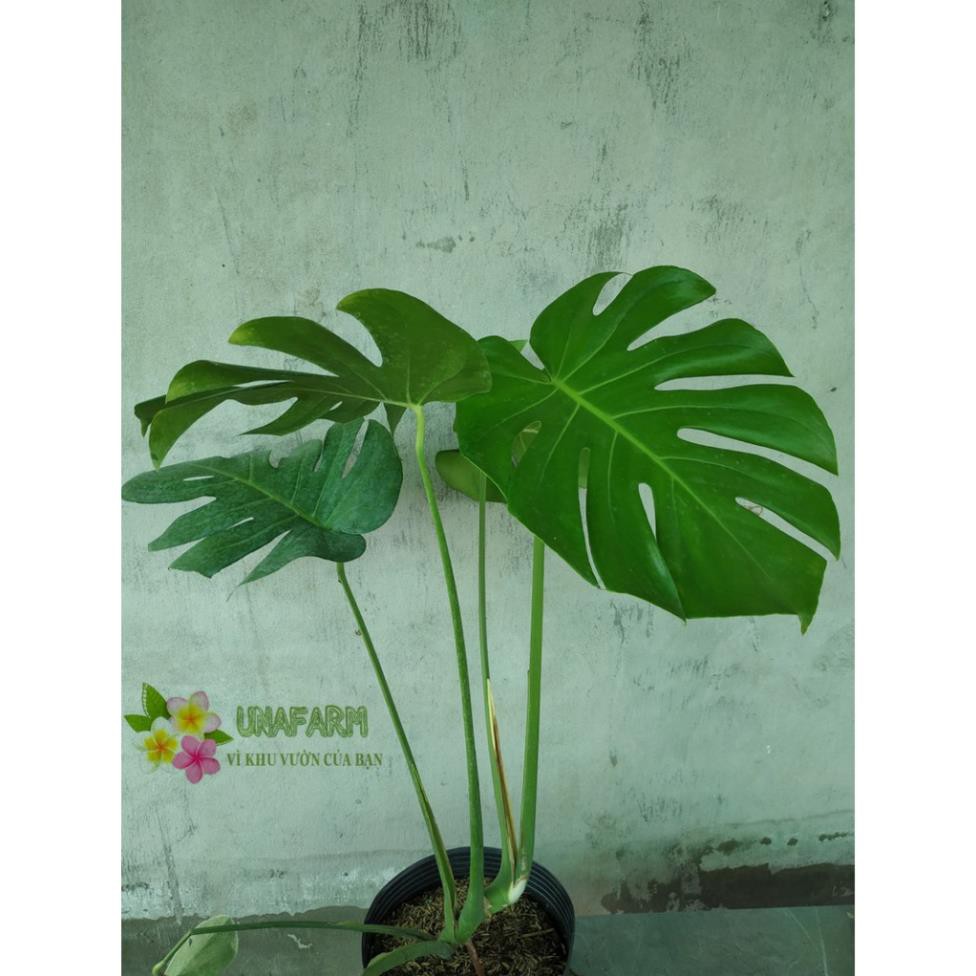 Trầu Bà Nam Mỹ