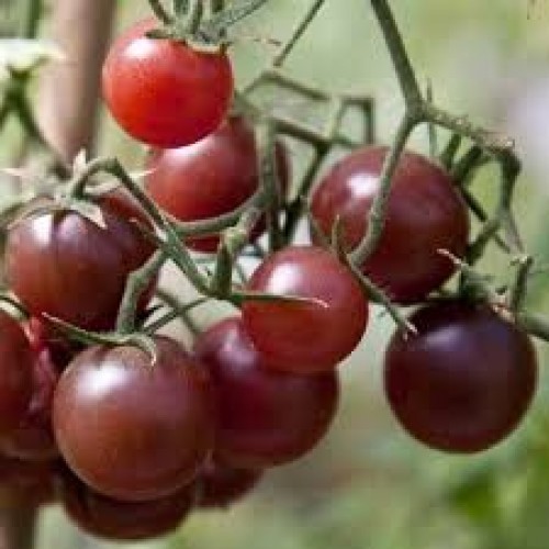Chocolate Cherry Tomato Seeds - Pack of 30 Seeds