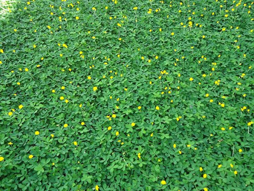 Hạt giống cỏ lạc dại (đậu phộng) trồng thảm 100g (khoảng 650-700 hạt)