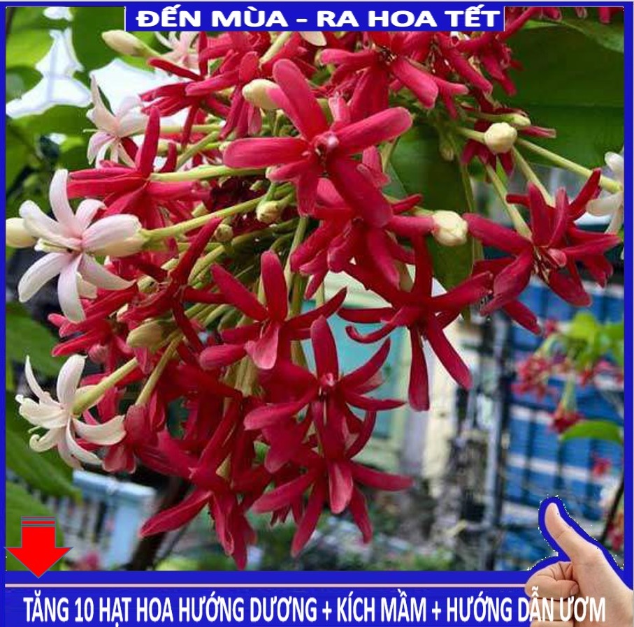 MJ254 Hạt giống Hoa leo sử quân tử 10 hạt