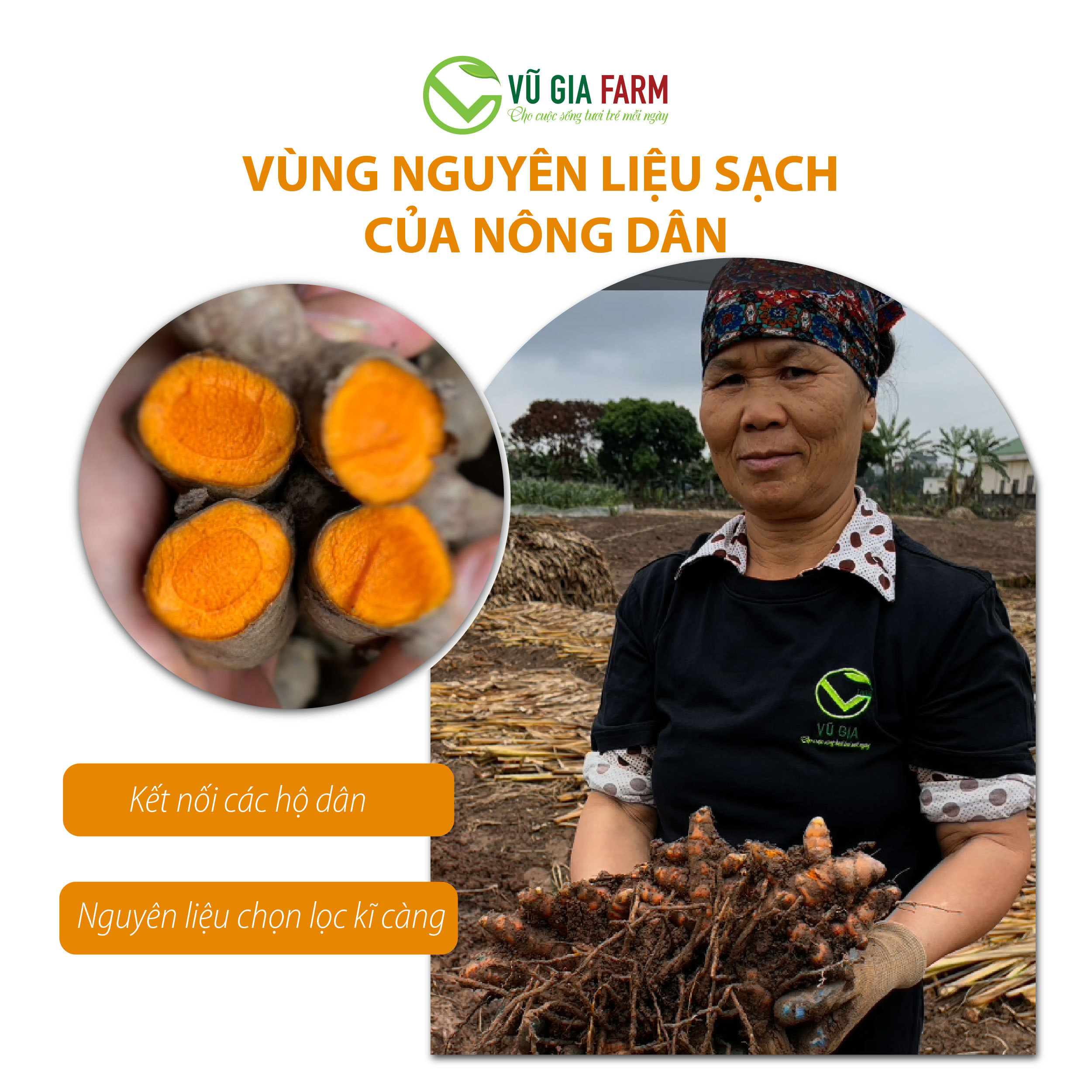 Tinh Nghệ Đỏ Nguyên Chất Vũ Gia (100g/hũ)