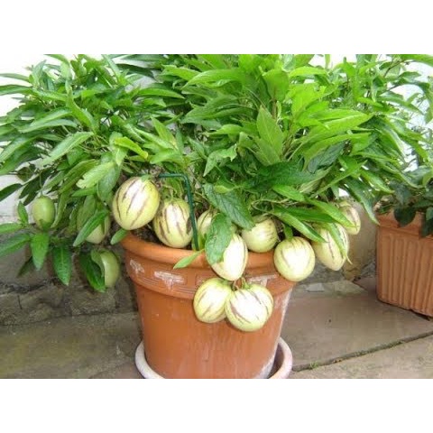 Hạt Giống Dưa Pepino
