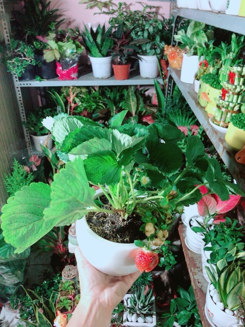 Chậu Cây Dâu Tây