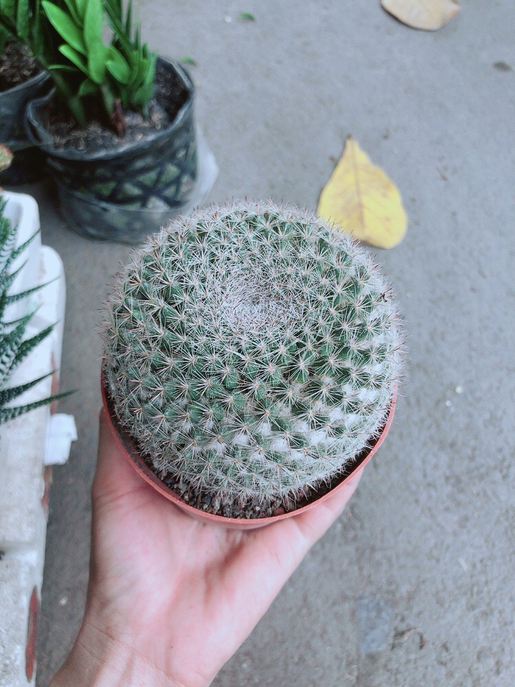 Xương Rồng Bánh Sinh Nhật Lớn